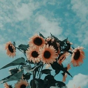 Meet your Posher, Violet